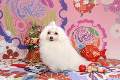 f:id:Cha-co:20141215123233j:image f:id:Cha-co:20141215123233j:image