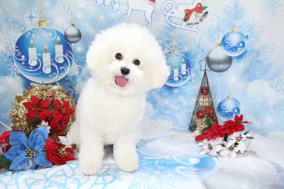 f:id:Cha-co:20141215123427j:image f:id:Cha-co:20141215123427j:image