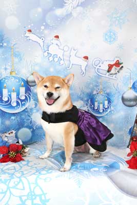 f:id:Cha-co:20141215123429j:image f:id:Cha-co:20141215123429j:image