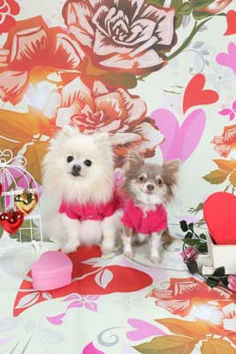f:id:Cha-co:20150320170447j:image f:id:Cha-co:20150320170447j:image