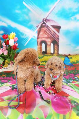 f:id:Cha-co:20150320170449j:image f:id:Cha-co:20150320170449j:image