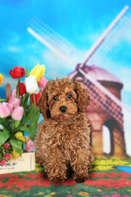 f:id:Cha-co:20150320171137j:image f:id:Cha-co:20150320171137j:image