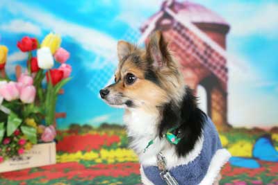 f:id:Cha-co:20150320171508j:image f:id:Cha-co:20150320171508j:image