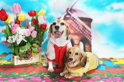 f:id:Cha-co:20150320171740j:image f:id:Cha-co:20150320171740j:image