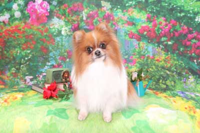 f:id:Cha-co:20150604170809j:image f:id:Cha-co:20150604170809j:image