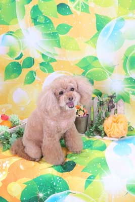 f:id:Cha-co:20150604171244j:image f:id:Cha-co:20150604171244j:image