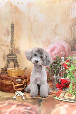 f:id:Cha-co:20150604171736j:image f:id:Cha-co:20150604171736j:image
