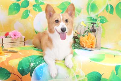 f:id:Cha-co:20150604171737j:image f:id:Cha-co:20150604171737j:image