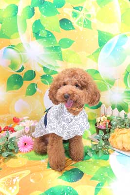 f:id:Cha-co:20150604172006j:image f:id:Cha-co:20150604172006j:image