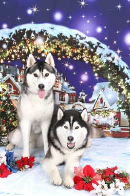 f:id:Cha-co:20151225183020j:image