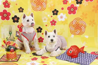 f:id:Cha-co:20151225183021j:image