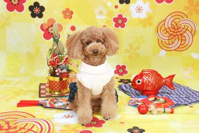 f:id:Cha-co:20151225183022j:image