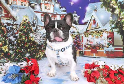 f:id:Cha-co:20151225183023j:image