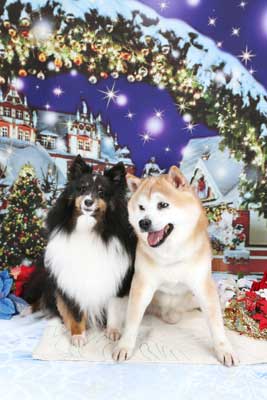 f:id:Cha-co:20151225183024j:image