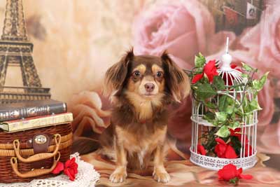 f:id:Cha-co:20151225183414j:image