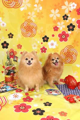 f:id:Cha-co:20151225183416j:image