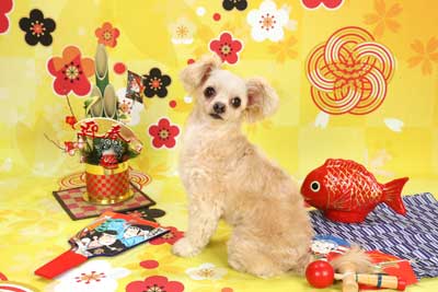 f:id:Cha-co:20151225183418j:image