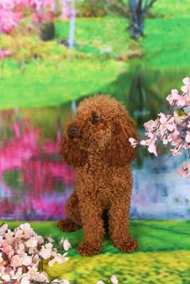 f:id:Cha-co:20160518150100j:image f:id:Cha-co:20160518150100j:image