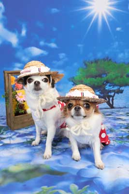 f:id:Cha-co:20160527131052j:image f:id:Cha-co:20160527131052j:image
