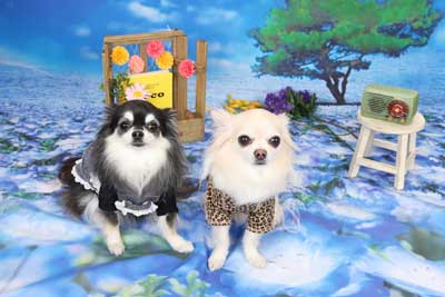 f:id:Cha-co:20160527134038j:image f:id:Cha-co:20160527134038j:image