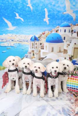 f:id:Cha-co:20170822173350j:image f:id:Cha-co:20170822173350j:image