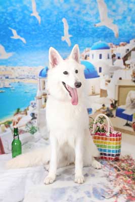 f:id:Cha-co:20170822174121j:image f:id:Cha-co:20170822174121j:image