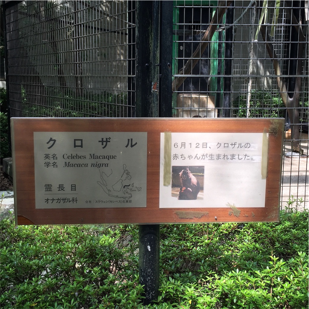 かわいいクロザルの赤ちゃん 千葉市動物公園 ちゃじるしの遊び日記 かわいいクロザルの赤ちゃん 千葉市動物公園 ちゃじるしの遊び日記