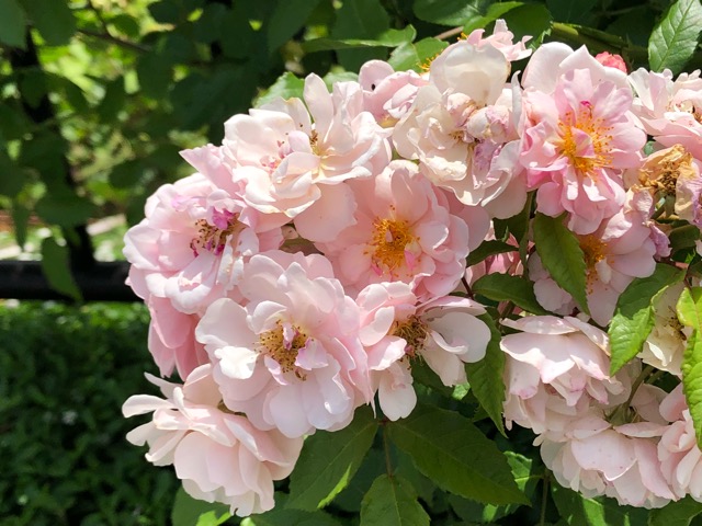 薔薇 コーネリア Chameleonarms221 S Diary