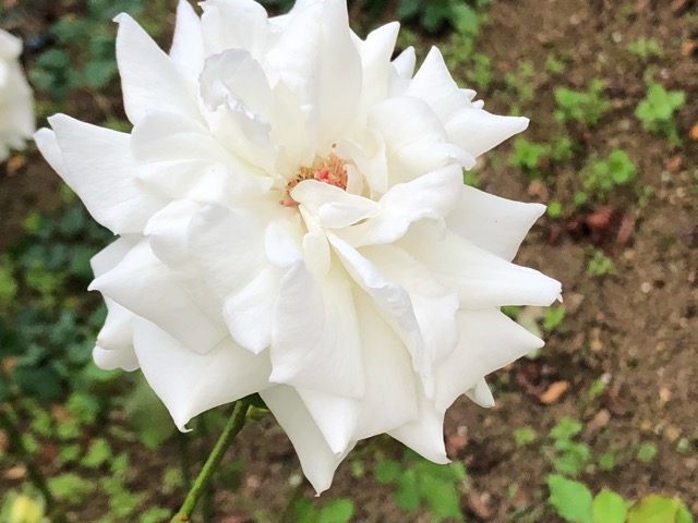 薔薇🌹 其の8 - ChameleonArms221's diary
