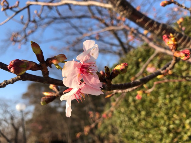イメージ 5