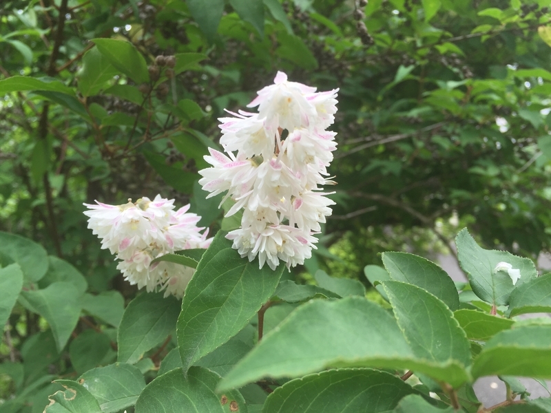 サラサウツギ Chameleonarms221 S Diary