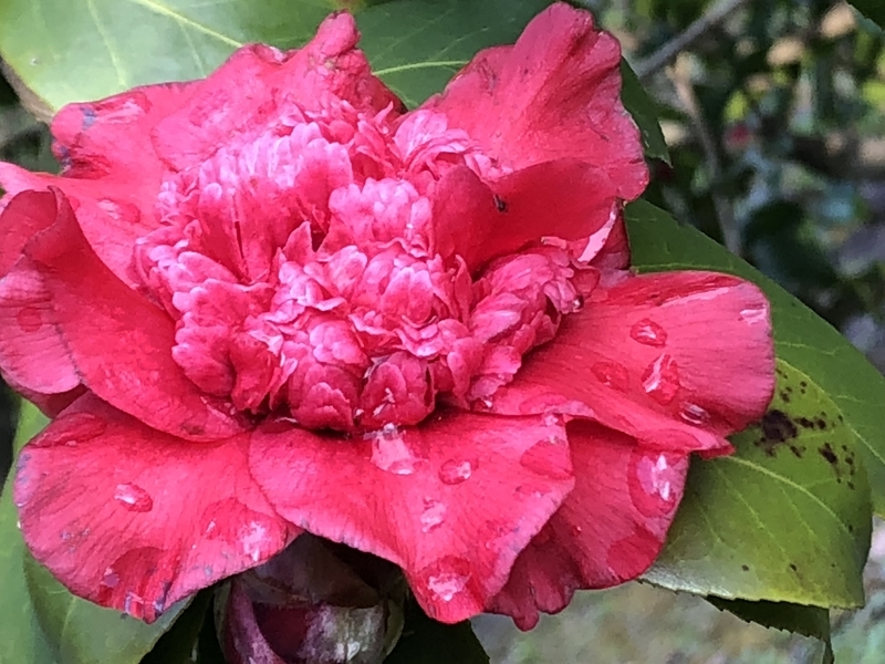 椿《紅獅子》 - ChameleonArms221's diary