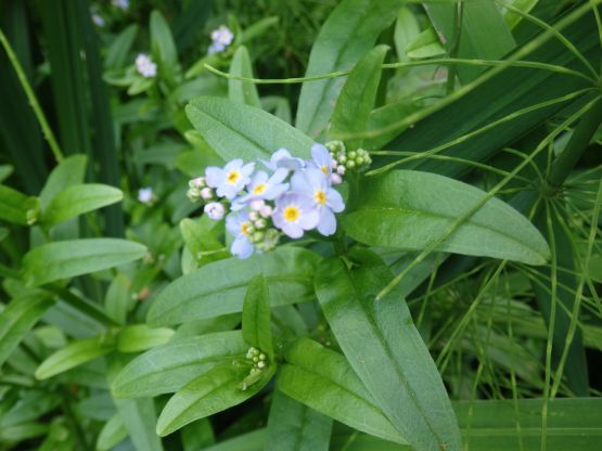 LIZ様◆【ドライフラワー】勿忘草/わすれな草/忘れな草（S）（759） LIZ様◇【ドライフラワー】勿忘草/わすれな草/忘れな草（S）（759