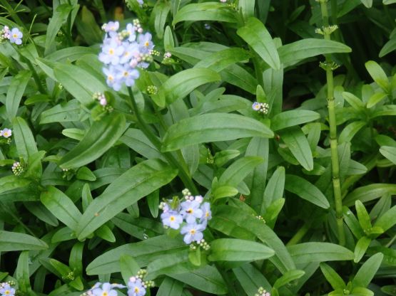 勿忘草になります。 勿忘草 - ChameleonArms221's diary