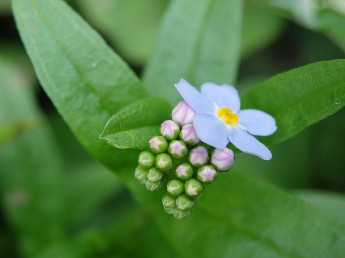 勿忘草 - ChameleonArms221's diary