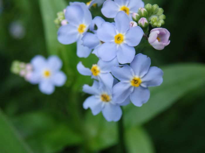 勿忘草 - ChameleonArms221's diary