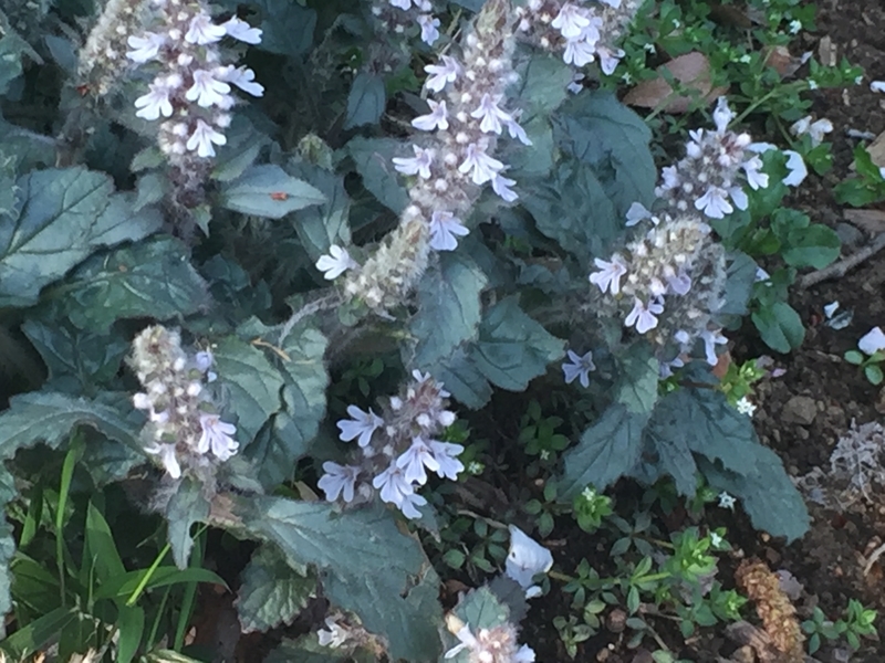 十二単 Chameleonarms221 S Diary