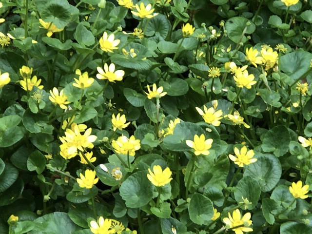 ヒメリュウキンカ Chameleonarms221 S Diary