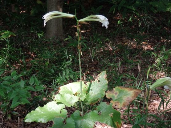 ヤマユリとウバユリ Chameleonarms221 S Diary