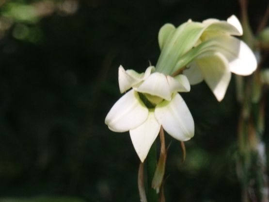 ヤマユリとウバユリ Chameleonarms221 S Diary