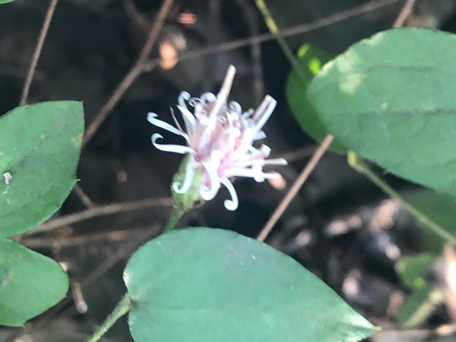 コウヤボウキ - ChameleonArms221's diary