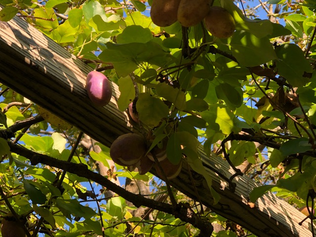 アケビの実 - ChameleonArms221's diary