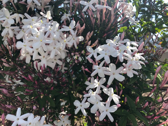 羽衣ジャスミン Chameleonarms221 S Diary