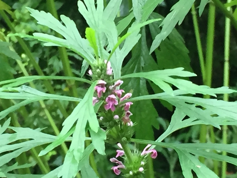 メハジキ ChameleonArms221’s diary