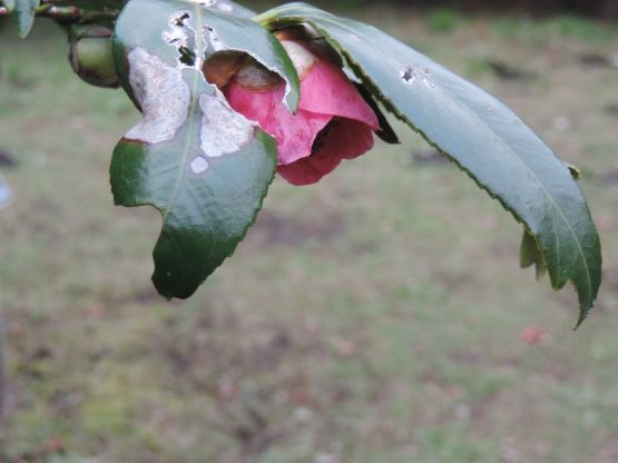 ツバキ 錦魚葉椿 柊葉椿 Chameleonarms221 S Diary