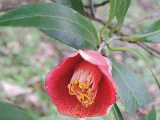 ツバキ『錦魚葉椿』『柊葉椿』 - ChameleonArms221's diary