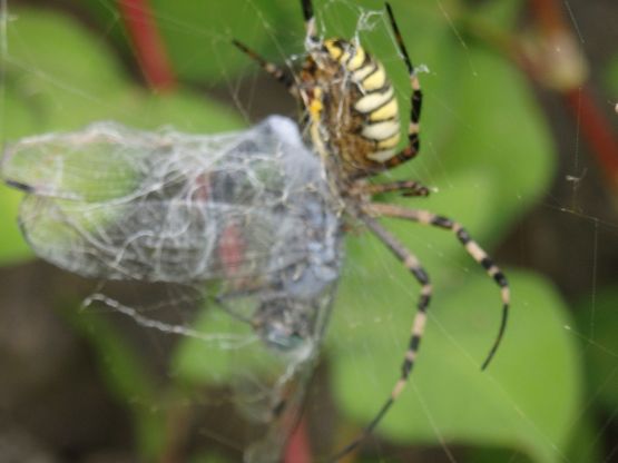 ナガコガネグモの獲物 Chameleonarms221 S Diary