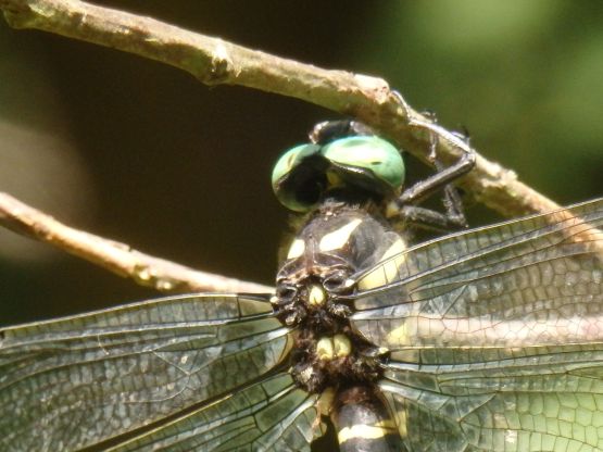 オニヤンマ科 標本 Ar オニヤンマ - 昆虫研究所