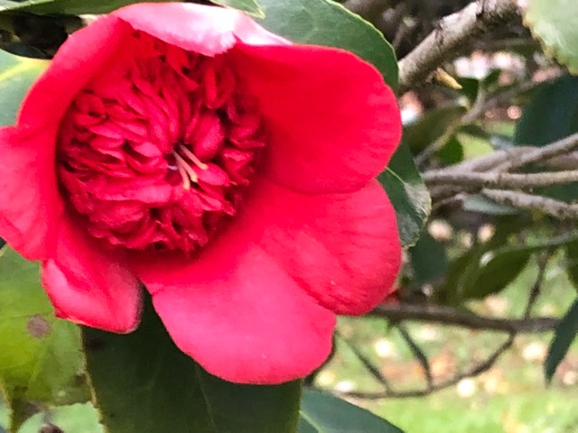 【紅唐子】b89 抹茶 四方の薫100g ✕2袋 【紅唐子】 紅唐子様専用】b89 抹茶 四方の薫100g ✕2袋 【紅唐子様
