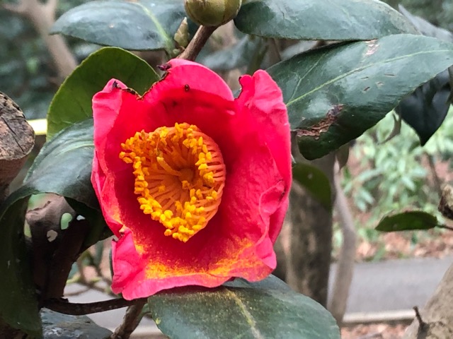 赤寺 あかでら 椿 椿 赤寺 | Camellia japonica 'akadera' | かぎけん